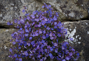 Veronica 'Georgia Blue' Veronica 'Georgia Blue'