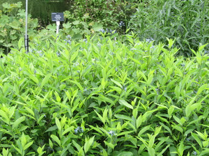 Amsonia tabernaemontana f. salicifolia Amsonia tabernaemontana f. salicifolia