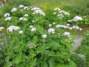 Valeriana pyrenaica