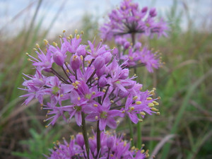 Allium stellatum