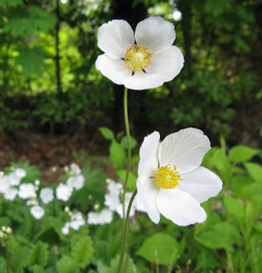 Anemone sylvestris 'Madonna' Anemone sylvestris 'Madonna'