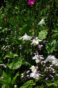 Aquilegia fragrans is named for its fragrant blooms Aquilegia fragrans is named for its fragrant blooms
