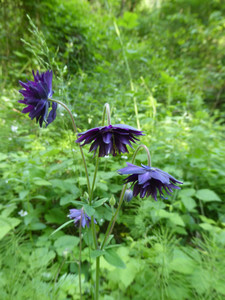 Aquilegia vulgaris 'Black Barlow' produces frilly darkest-purple flowers Aquilegia vulgaris 'Black Barlow' produces frilly darkest-purple flowers