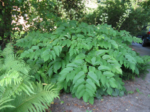 Aralia racemosa is an architectural native shade perennial Aralia racemosa is an architectural native shade perennial