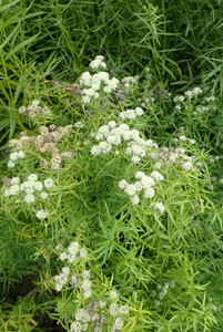 Pycnanthemum tenuifolium bears pollinator-attracting white flowers in summer Pycnanthemum tenuifolium bears pollinator-attracting white flowers in summer
