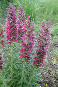 Pontechium maculatum produces rosy purple flower spikes Pontechium maculatum produces rosy purple flower spikes
