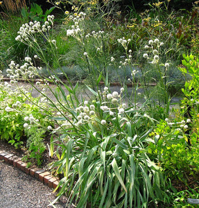 Eryngium yuccifolium has yucca-like leaves and silver thimble-shaped flower heads. Eryngium yuccifolium has yucca-like leaves and silver thimble-shaped flower heads.