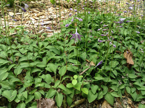 Hosta venusta is an adorable and showy-flowered mini-hosta Hosta venusta is an adorable and showy-flowered mini-hosta