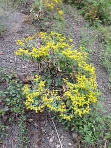Eriogonum allenii has lots of summer flower power Eriogonum allenii has lots of summer flower power
