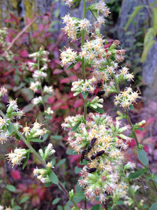 Solidago bicolor is a white-flowered goldenrod. Go figure. Solidago bicolor is a white-flowered goldenrod. Go figure.