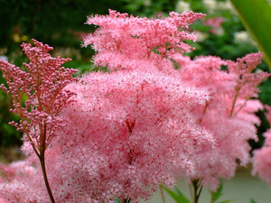 Filipendula rubra Filipendula rubra