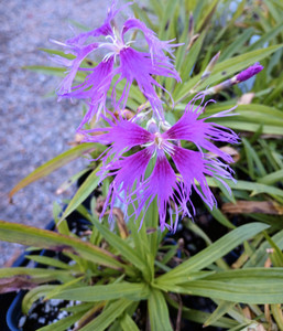 Dianthus 'Rainbow Loveliness' Dianthus 'Rainbow Loveliness'