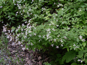 Gillenia trifoliata Gillenia trifoliata