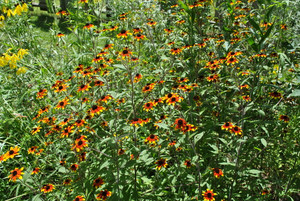 Rudbeckia triloba 'Prairie Glow' Rudbeckia triloba 'Prairie Glow'