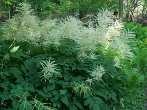 Aruncus dioicus Aruncus dioicus