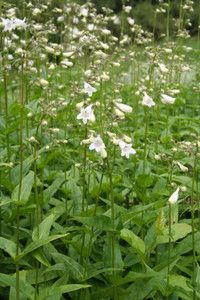 Penstemon digitalis Penstemon digitalis