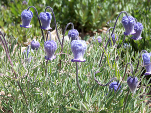 Clematis scottii Clematis scottii