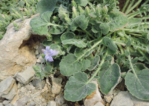 Campanula orphanidea Campanula orphanidea