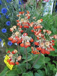 Primula florindae red form Primula florindae red form