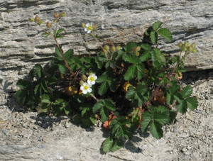 Potentilla (Drymocallis) rupestris 'Nana' Potentilla (Drymocallis) rupestris 'Nana'