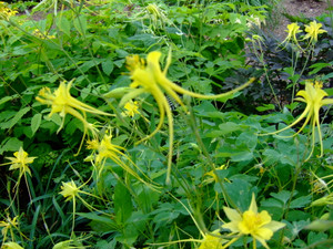 Aquilegia 'Swallowtail' Aquilegia 'Swallowtail'