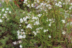Solidago ptarmicoides Solidago ptarmicoides