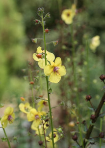 Verbascum roripifolium Verbascum roripifolium