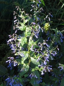 Isodon longitubus (Rabdosia longituba) Isodon longitubus (Rabdosia longituba)