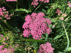 Pimpinella major 'Rosea' resembles a refined pink-flowered Queen Anne's lace Pimpinella major 'Rosea' resembles a refined pink-flowered Queen Anne's lace