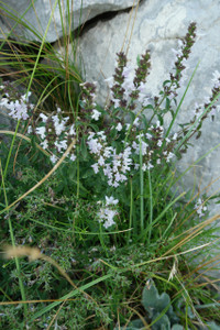 The  bluish-white flowers of Micromeria thymifolia continue for several weeks beginning in late spring The  bluish-white flowers of Micromeria thymifolia continue for several weeks beginning in late spring