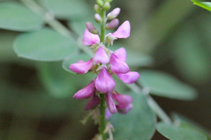 Indigofera pseudotinctoria bears spikes of pink blooms through much of summer Indigofera pseudotinctoria bears spikes of pink blooms through much of summer