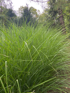 Carex stricta is a stately sedge for moist garden niches Carex stricta is a stately sedge for moist garden niches