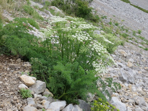 Ligusticum lucidum Ligusticum lucidum