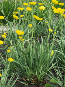Ranunculus gramineus looks like a grass, except in spring when it doesn't Ranunculus gramineus looks like a grass, except in spring when it doesn't