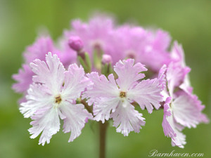 Primula sieboldii 'Dancing Ladies' Primula sieboldii 'Dancing Ladies'