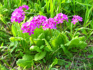 Primula sieboldii comes in many splendid forms -- including these Primula sieboldii comes in many splendid forms -- including these