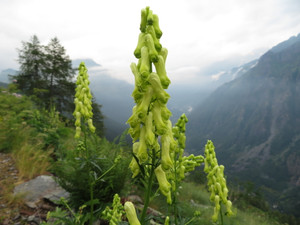 Aconitum lycoctonum Aconitum lycoctonum