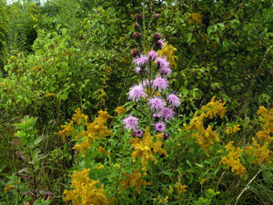 Our native Rhode Island blazing-star is a monarch magnet Our native Rhode Island blazing-star is a monarch magnet