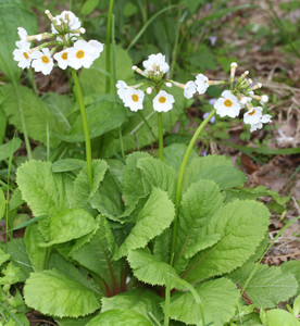 Primula japonica 'Postford White' is ideal for lighting up damp shady garden niches Primula japonica 'Postford White' is ideal for lighting up damp shady garden niches