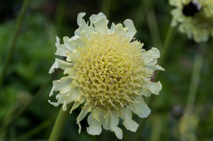 Cephalaria balansae Cephalaria balansae
