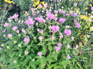Monarda fistulosa Monarda fistulosa