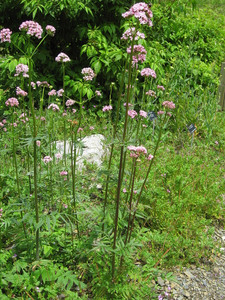Valeriana officinalis