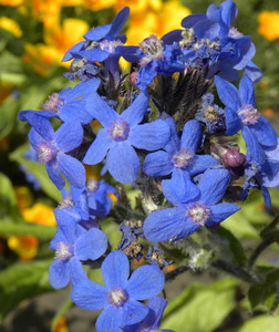 Anchusa azurea 'Dropmore' Anchusa azurea 'Dropmore'