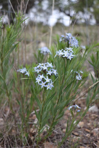 Amsonia ciliata Amsonia ciliata