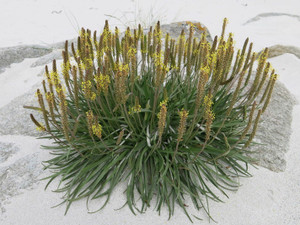 Plantago maritima Plantago maritima