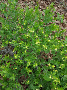 Baptisia nuttalliana Baptisia nuttalliana