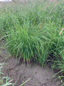 Carex haydenii Carex haydenii