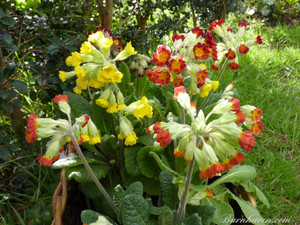 Primula veris Coronation Primula veris Coronation
