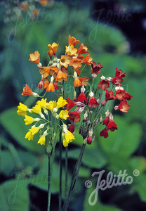 Primula florindae Keilour Hybrids Primula florindae Keilour Hybrids