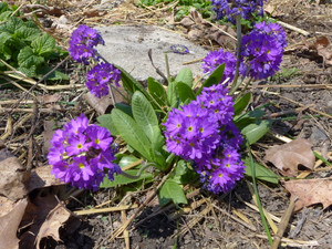Primula denticulata dark form Primula denticulata dark form